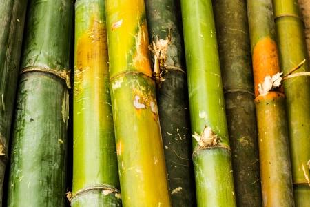 different colour of bambooの写真素材