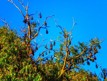Bats hanging on the tree at Botanic garden sydneyの写真素材