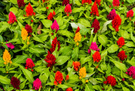 Beautiful mix colour flower in the garden