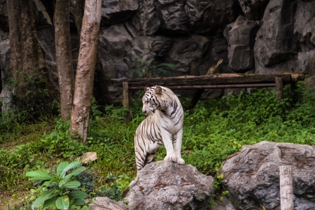 Standing white tiger in Chiang mai zoo Thailandの写真素材
