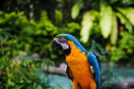 Yellow blue macaw with green trees backgroundの写真素材