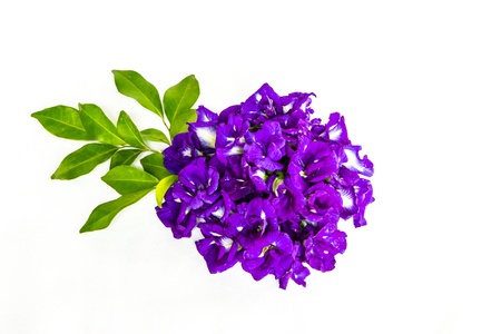 blue asian pigeon wing on white backgroundの写真素材