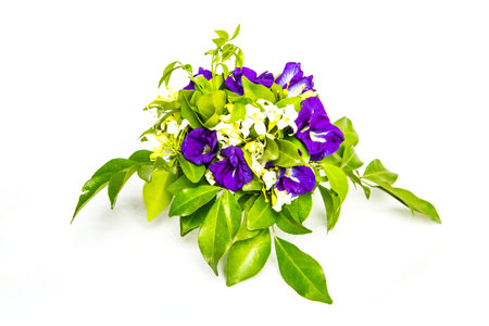 blue and white flower design on white backgroundの写真素材