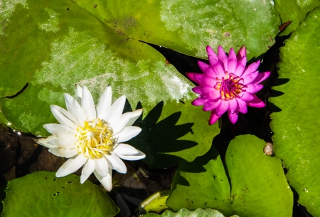 white and pink lotus with green leaf in the pondの写真素材