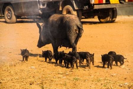 Pig family walking around the village in Laosの写真素材