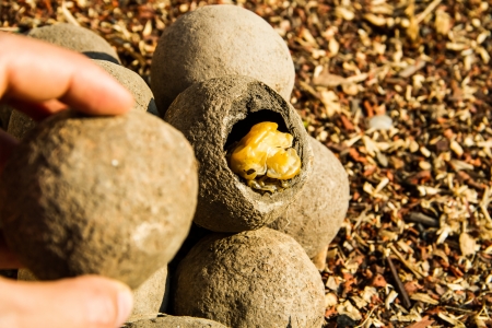 caterpillar insect earth ball in country side of Laosの写真素材