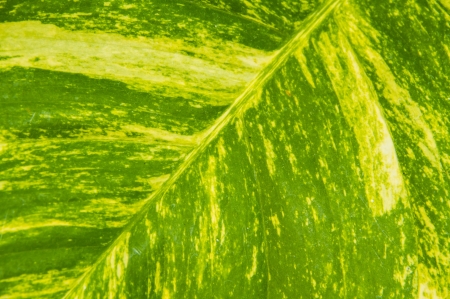 green and white leaf texture inthe gardenの写真素材