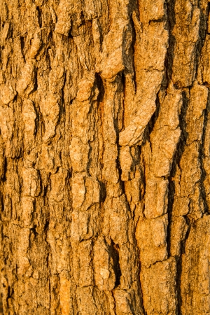 tree bark texture in the wild forestの写真素材
