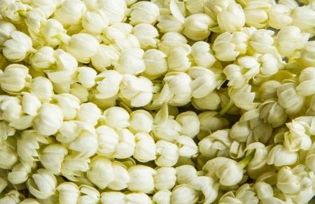 White jasmine line decoration in Thai cultureの写真素材