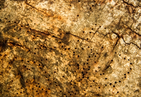 dry brown bark close up  texture backgroundの写真素材