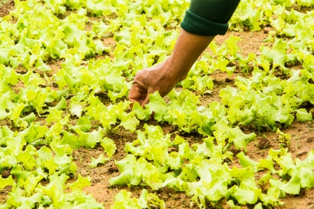 Gardener working in lettuce field in Thailand.の写真素材