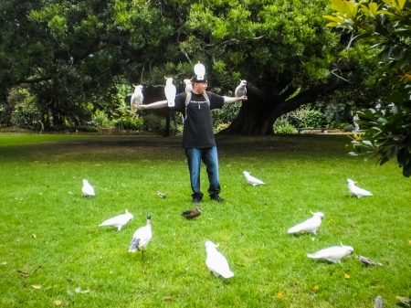 Sydney-June 2 : Cockatoo be around the guy at Botanic garden in Sydney,Australia on June 2,2012 .Many cockatoo live in Botanic garden .のeditorial素材