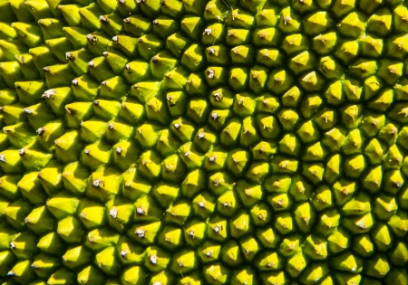 Green jackfruit close up texture background .の写真素材