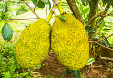 Two green jackfruits on the tree .