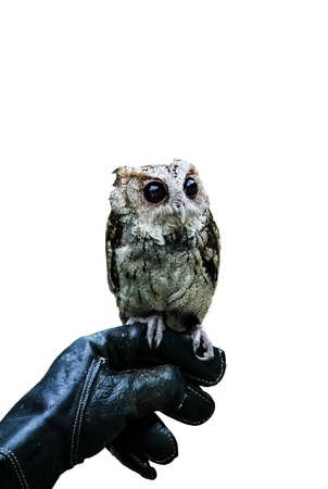 Little owl standing on the hand with leather glove の写真素材