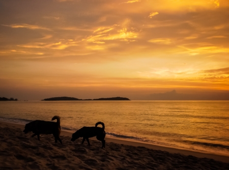 Two dogs walking on the beach in the evening.の写真素材