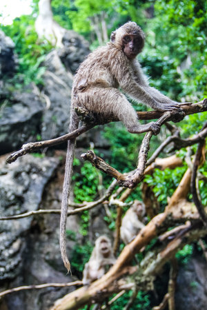 Wild monkey sitting on the tree in the forest 