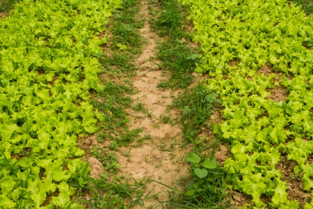 Green fresh lettuce in the field.の写真素材