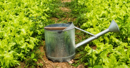 Watering pot in the lettuce field.の写真素材