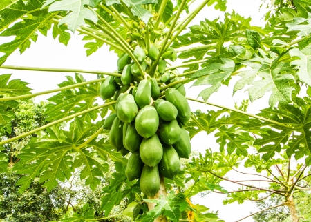 Plentifully papayas on papaya tree の写真素材