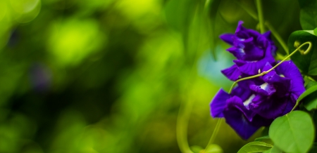 Asian pigeon wings on the green leaves background の写真素材