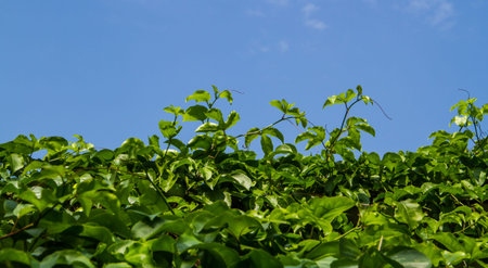 Green passion fruit tree on blue sky background 