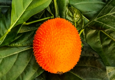 Baby jackfruit on the green leaves background.の写真素材