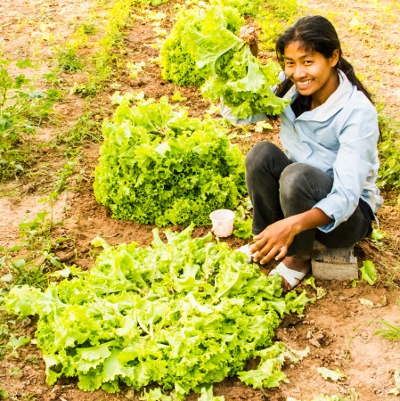 Gardener show her green fresh lettuce in the field.の写真素材