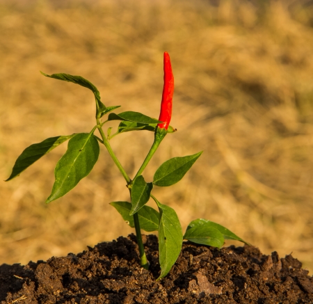 Chilli tree on dried grasses background.の写真素材