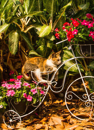 Cat sitting on the decorate bicycle in the garden.の写真素材