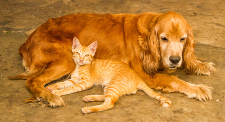Cat take a rest with a dog .の写真素材