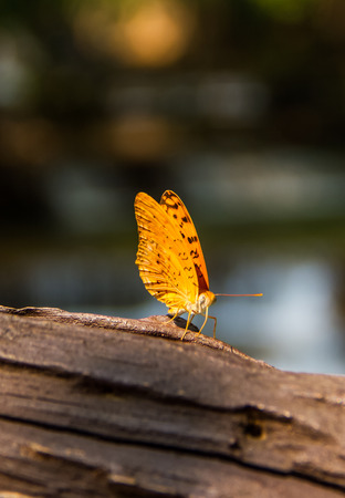 Yellow butterfly on the dry bark tree.の写真素材