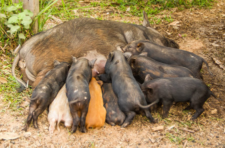 Little pigs sucking milk from mother nipple.の写真素材
