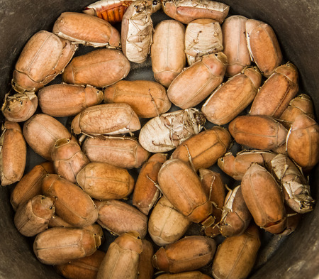 Bug in the tray for sale to making food.の写真素材