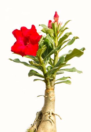 Red desert rose on the white background.の写真素材