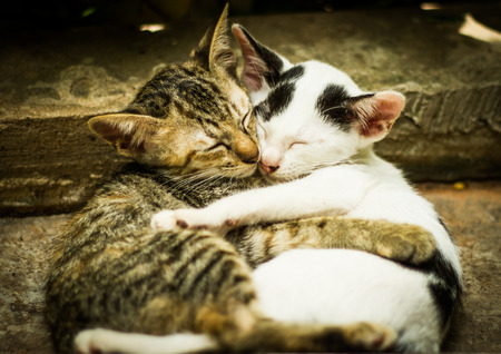 Cats hug friend while sleeping.の写真素材