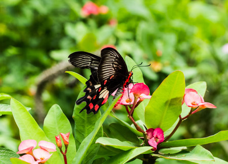 Butterfly with the red flower.
