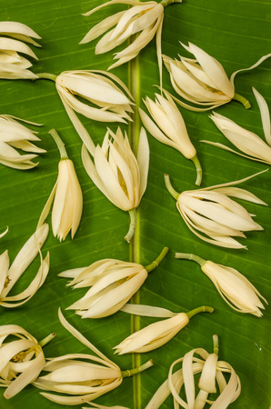 White champaka on banana leaf.の写真素材