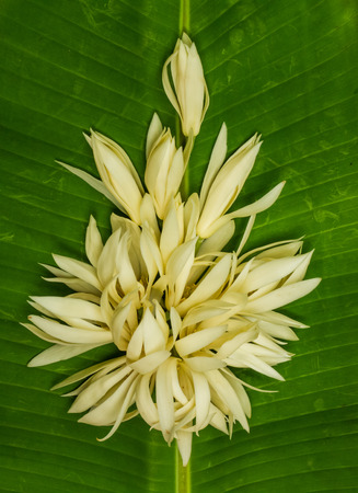 White champaka on banana leaf.の写真素材