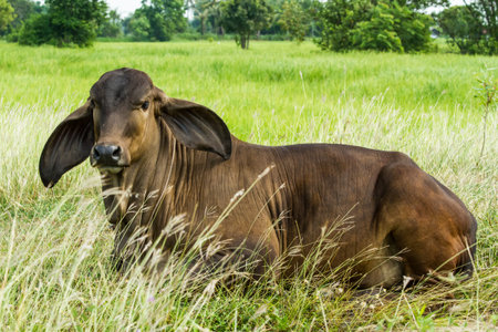 Cow take a rest in grasses field.の写真素材
