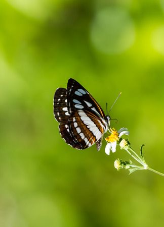 Butterfly with white flower in the garden.の写真素材