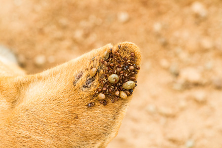 Dog ticks on dog ear.の写真素材