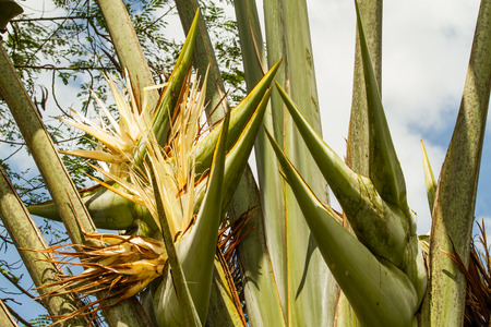 Flower of ravenala madagascariensis.の写真素材