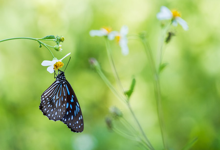 Butterfly with white flower in the garden.の写真素材
