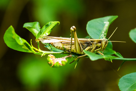 Grasshopper and larva on the tree together.の写真素材