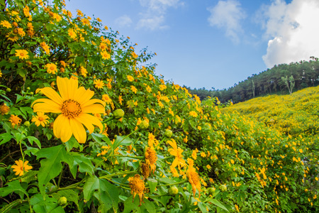 View of Mexican sunflower field.の写真素材