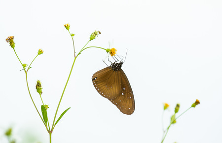 Butterfly with white flower in the garden.の写真素材