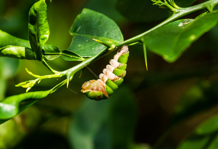Green larva hanging on the tree.の写真素材