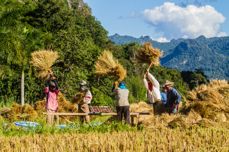 MAE HONG SON, THAILAND-NOVEMBER 13: The farmers harvesting rice from terraced rice field by hand on November 12, 2014 in Mae Hong Son, Thailand. This harvesting is original style .のeditorial素材