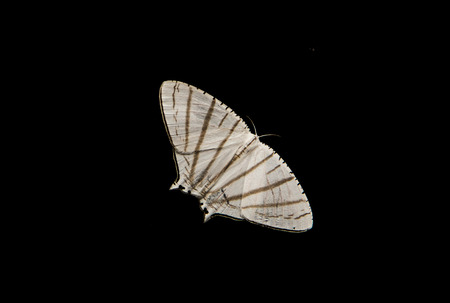 White butterfly on black background.の写真素材